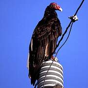 Turkey Vulture