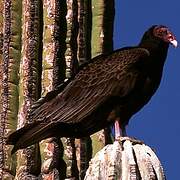 Turkey Vulture