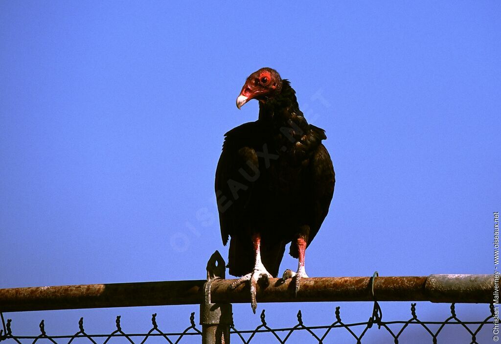 Urubu à tête rougeadulte