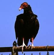 Turkey Vulture