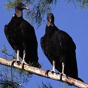 Black Vulture