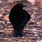 Bronzed Cowbird