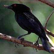 Giant Cowbird