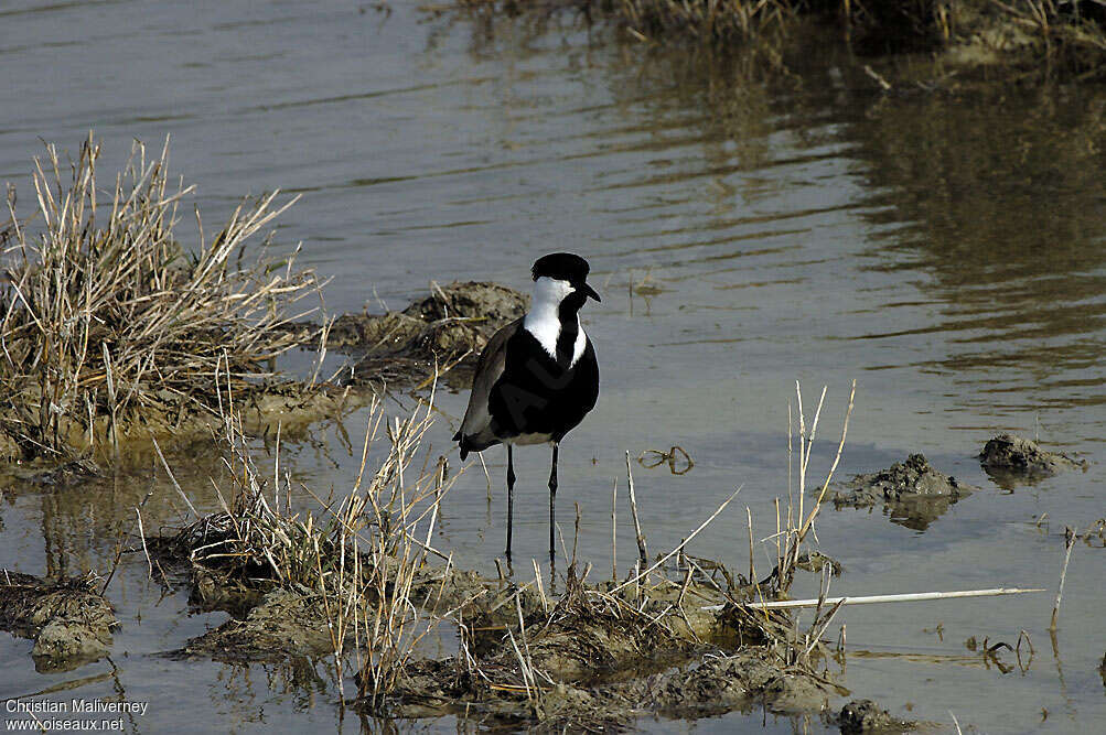 Vanneau éperonnéadulte nuptial, habitat, pigmentation