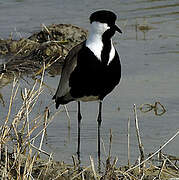 Spur-winged Lapwing