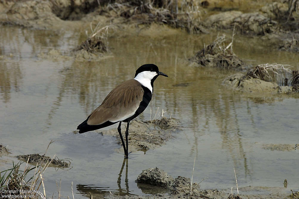 Spur-winged Lapwingadult