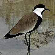 Spur-winged Lapwing