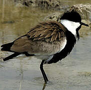 Spur-winged Lapwing