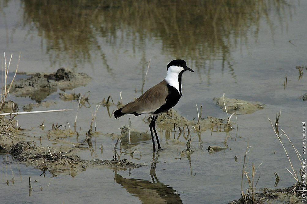 Spur-winged Lapwingadult breeding, habitat, pigmentation