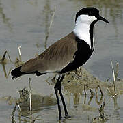 Spur-winged Lapwing