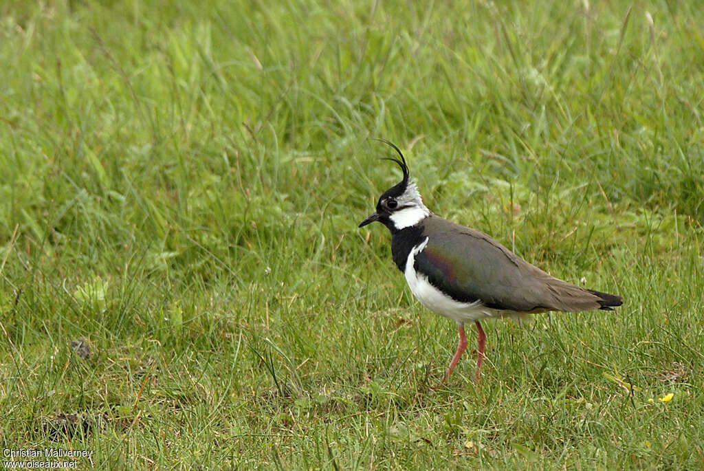 Northern Lapwing male adult breeding, habitat, pigmentation