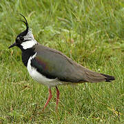 Northern Lapwing