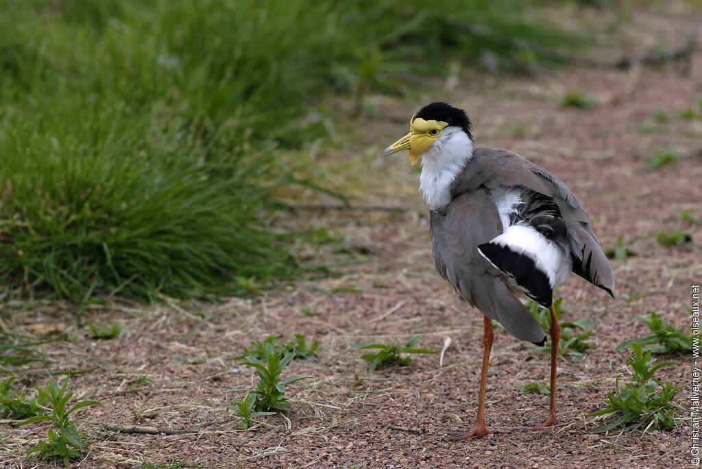 Masked Lapwingadult, identification