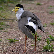 Masked Lapwing