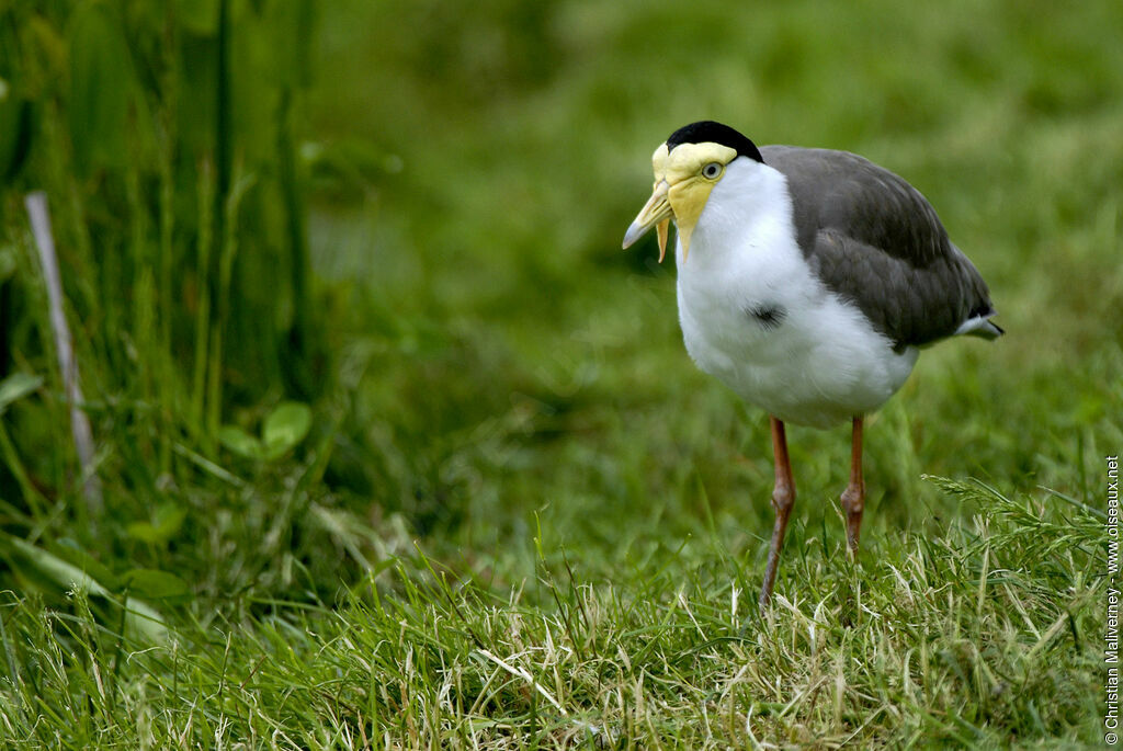 Masked Lapwingadult