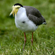 Masked Lapwing