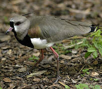 Southern Lapwing