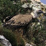 Griffon Vulture