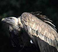 Griffon Vulture