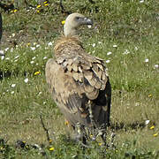 Griffon Vulture