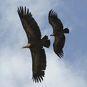 Griffon Vulture