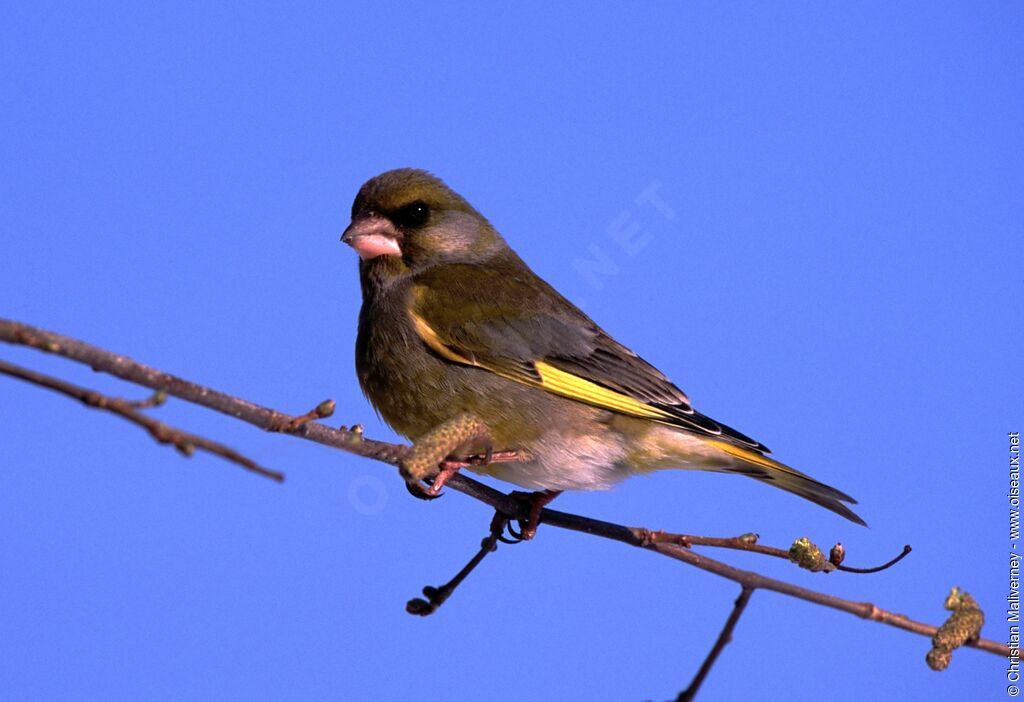 European Greenfinch male adult post breeding