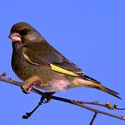 European Greenfinch