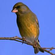 European Greenfinch