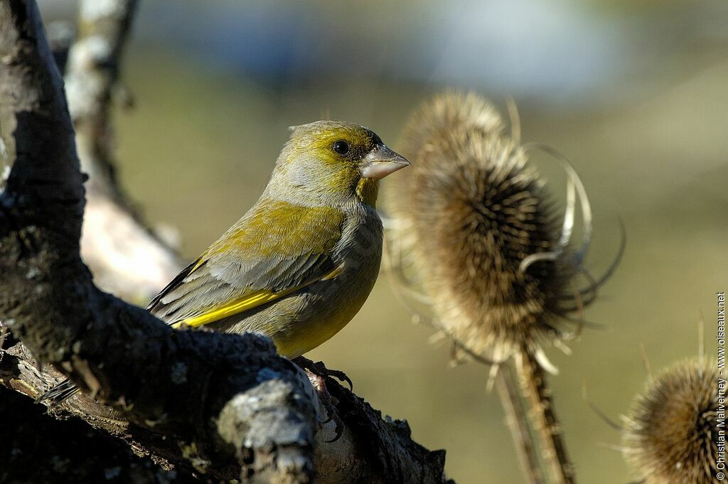 European Greenfinch male adult post breeding