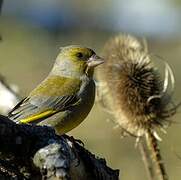 European Greenfinch