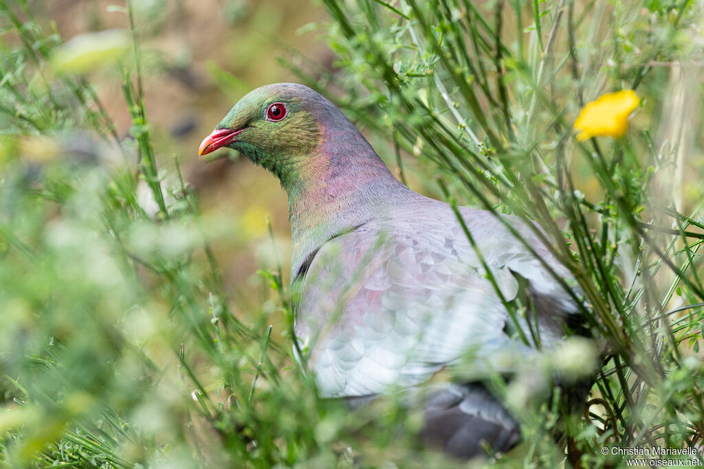 New Zealand Pigeonadult