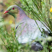 New Zealand Pigeon