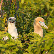 Red-footed Booby