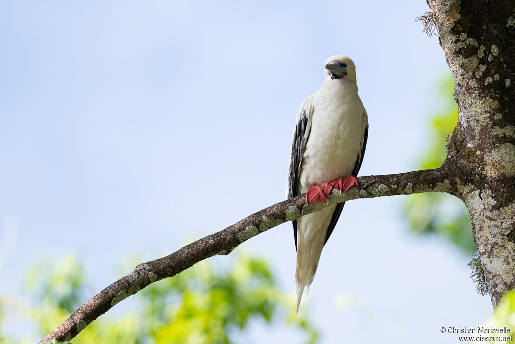 Fou à pieds rougesadulte