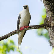 Red-footed Booby