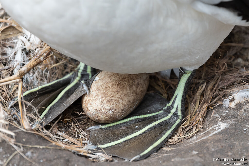 Australasian Gannetadult, Reproduction-nesting