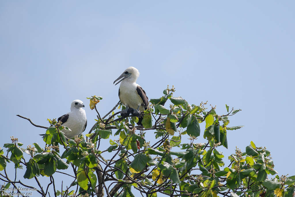 Abbott's Boobyadult, identification