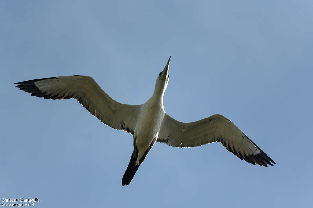 Abbott's Boobyadult, pigmentation, Flight