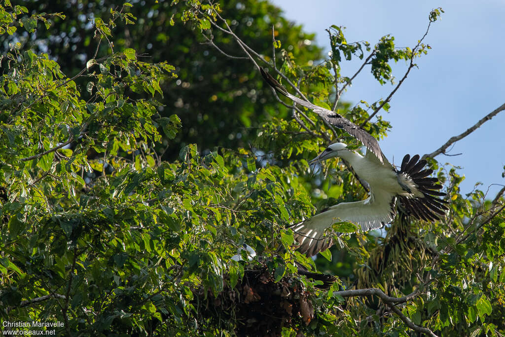 Abbott's Boobyadult, Reproduction-nesting