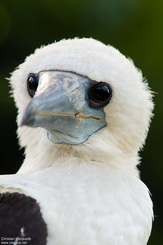 Abbott's Boobyjuvenile, close-up portrait