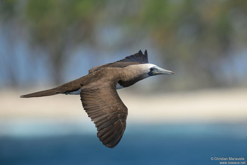 Fou de Brewster mâle adulte, Vol