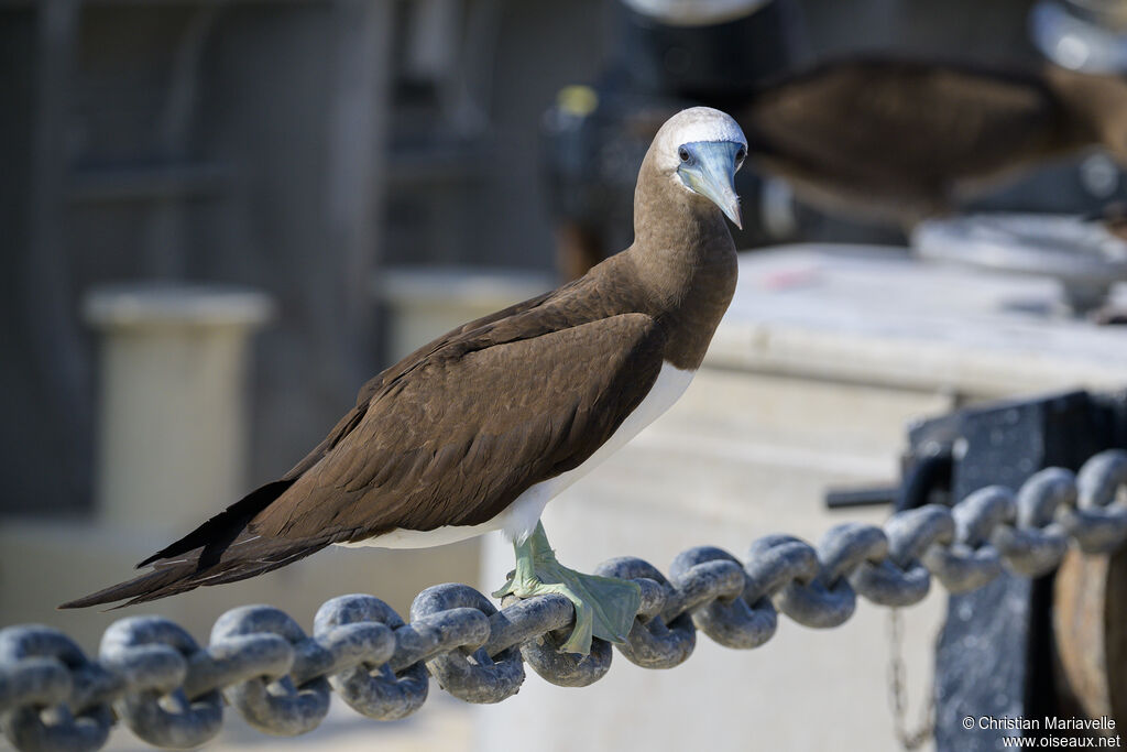 Fou de Brewster mâle adulte