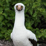 Nazca Booby