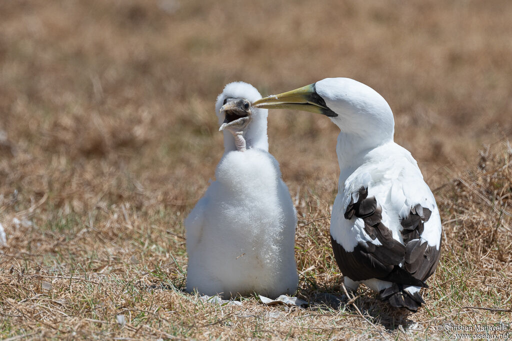 Masked Boobyadult, Reproduction-nesting