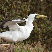 Masked Booby