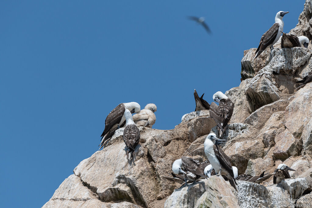 Peruvian Booby