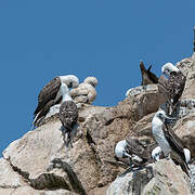 Peruvian Booby