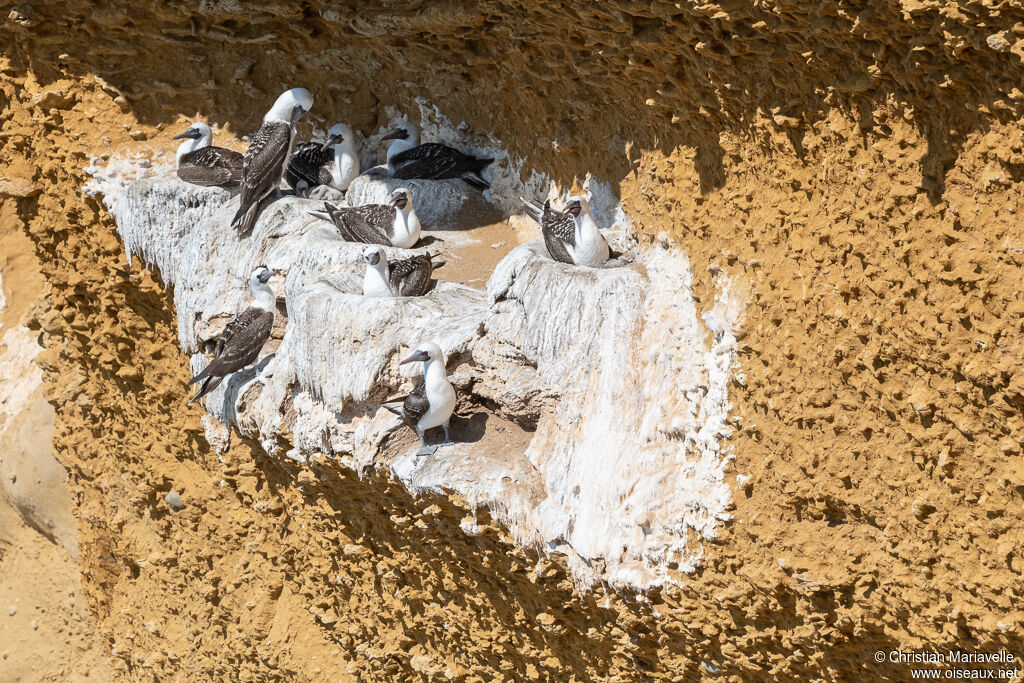 Peruvian Booby, Reproduction-nesting