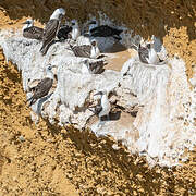 Peruvian Booby