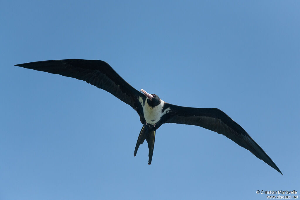 Christmas Frigatebird female adult, Flight